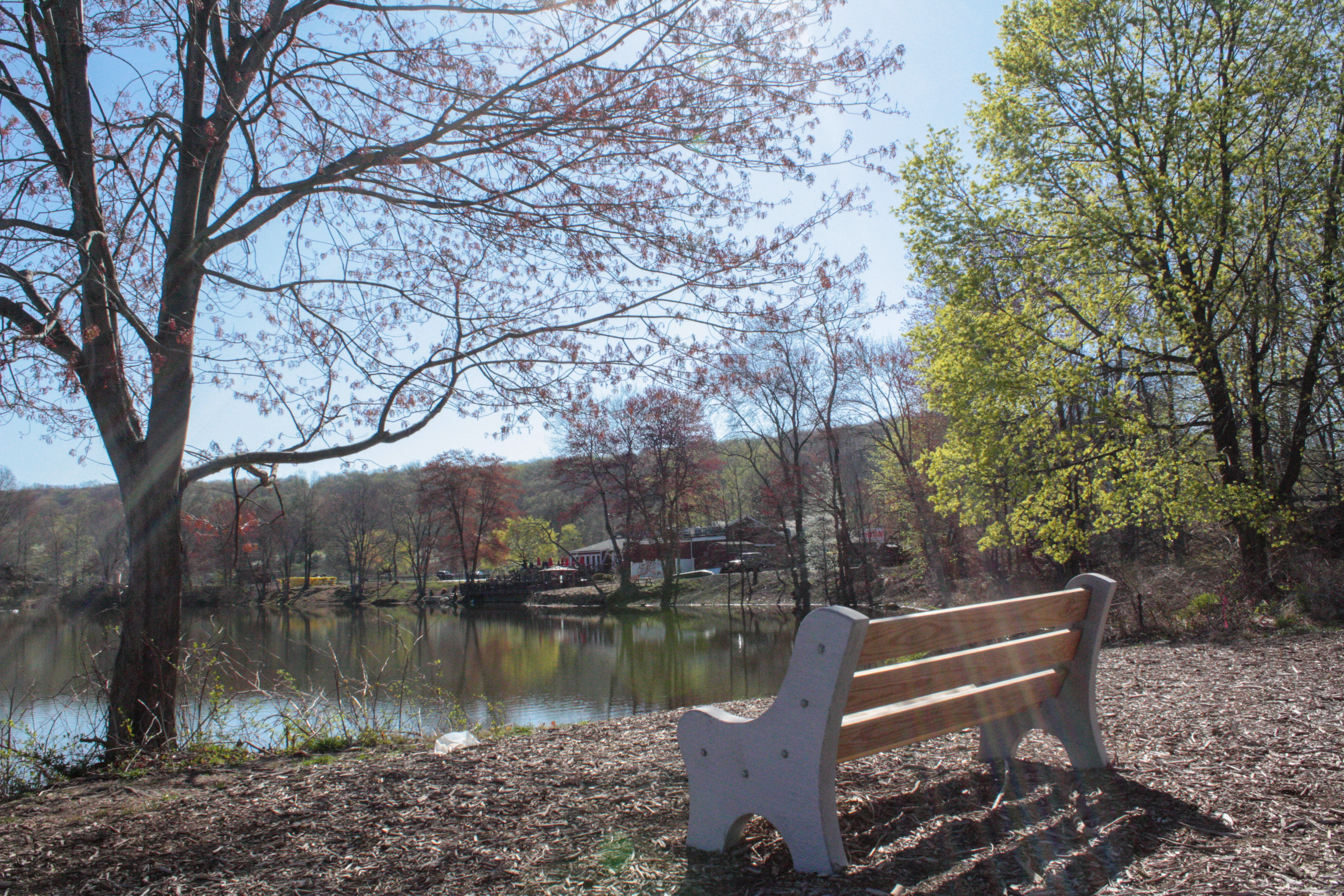 Pondside bench at Black River Pond