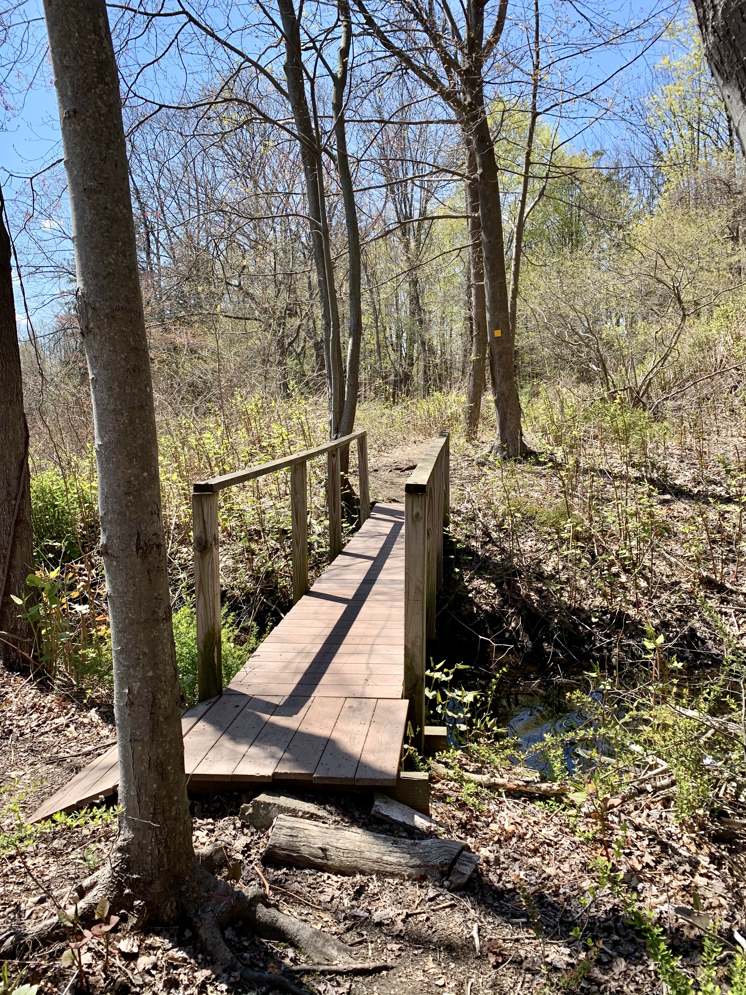 Bridge at Black River yellow trail
