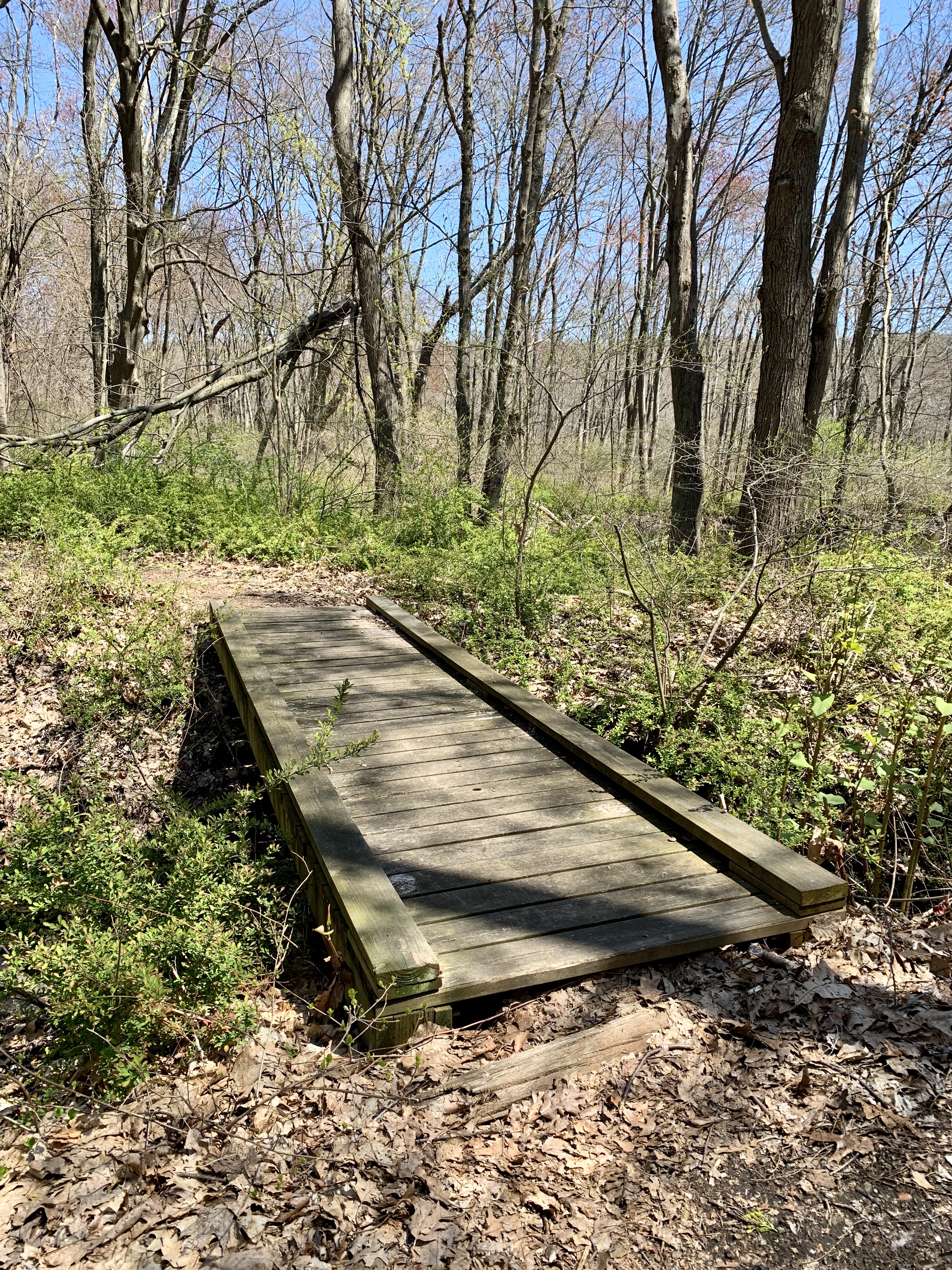 Bridge at Black River blue spur trail