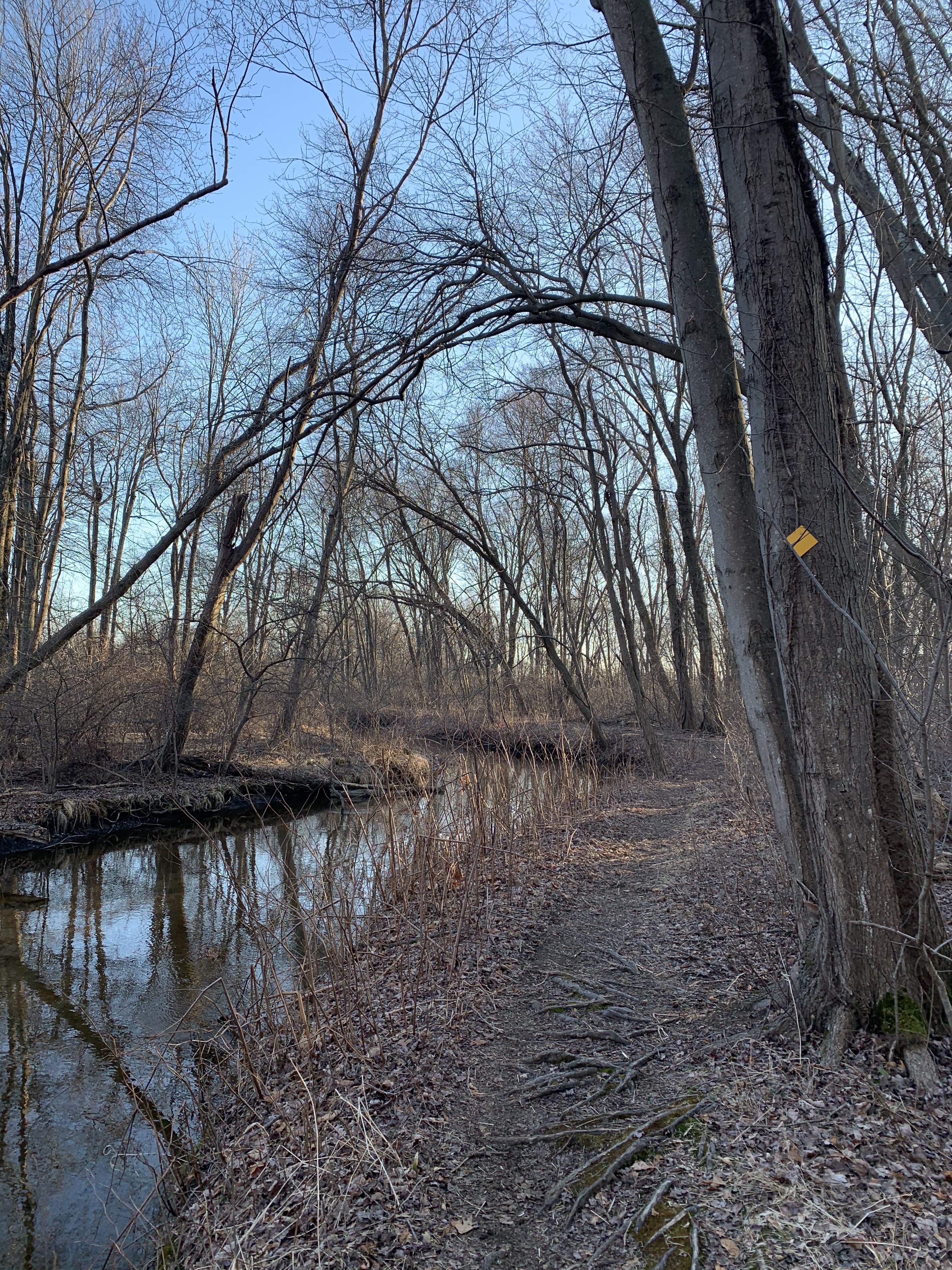 Black River yellow trail along stream