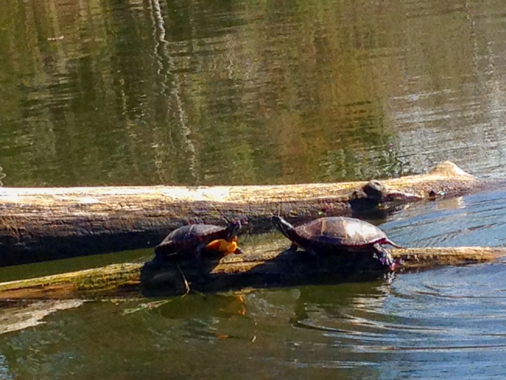 Turtles at Black River Park