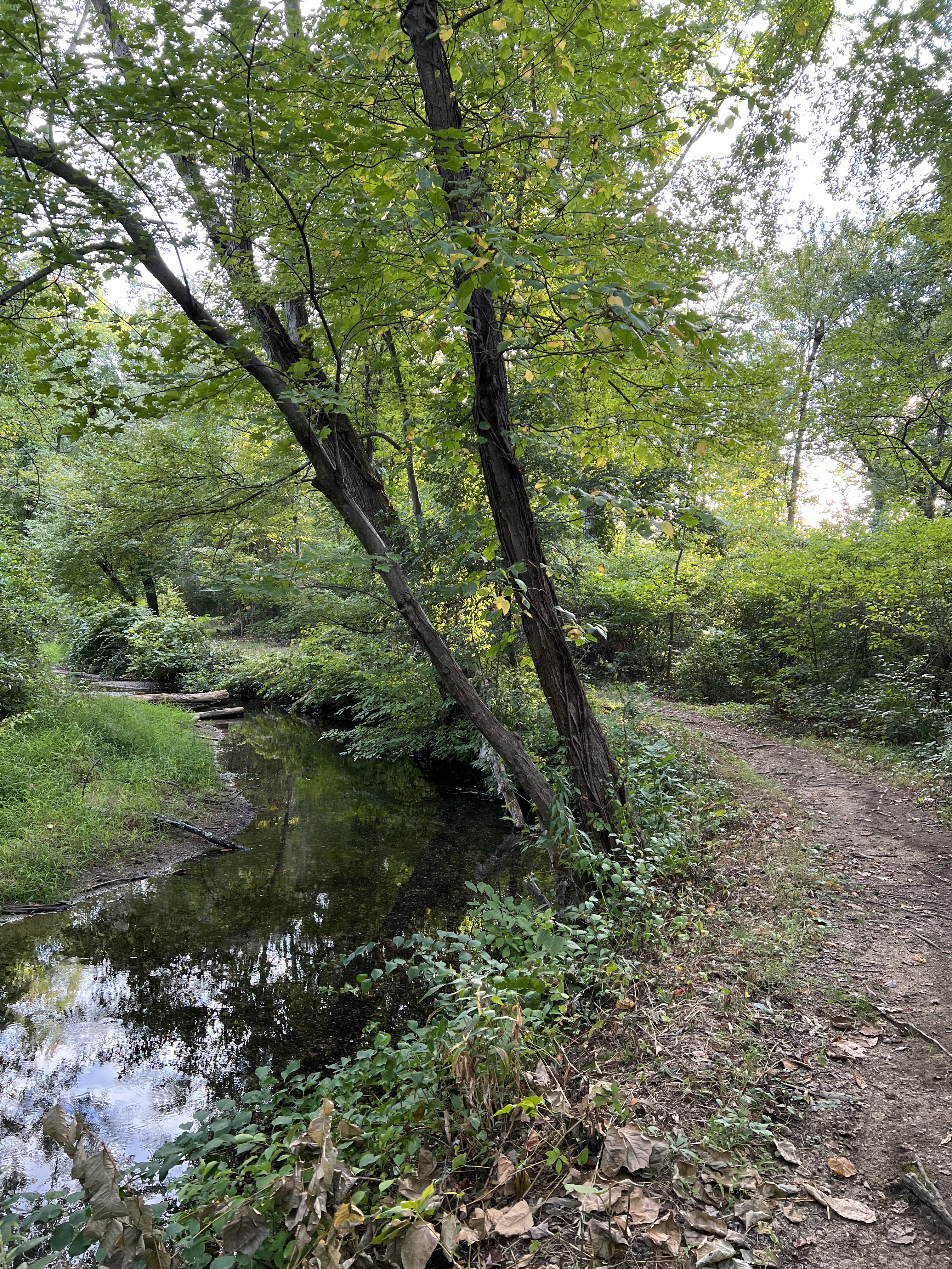 Black River Park & Riggs Trails ready for your visit – HIKE ROXBURY